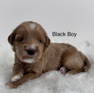 Black boy